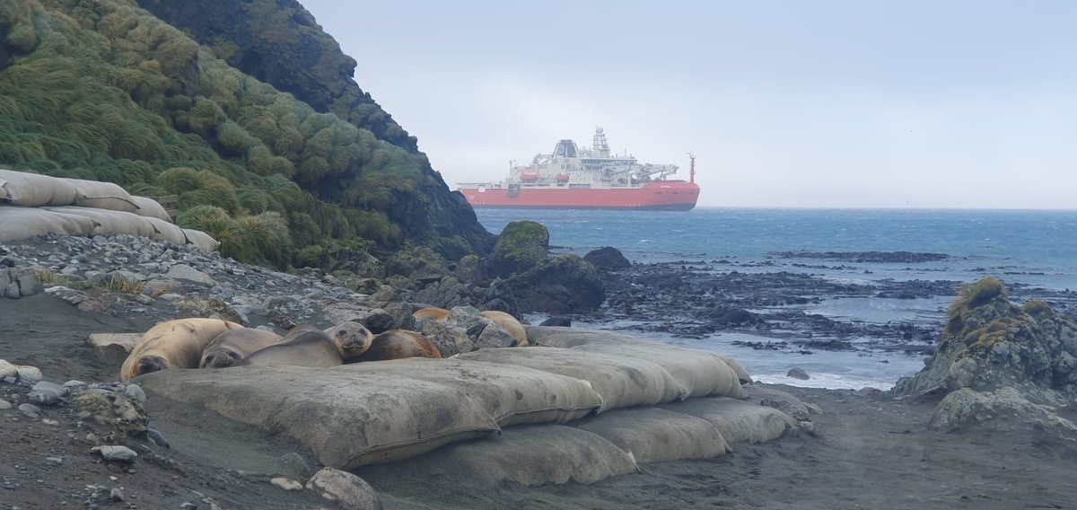So nice to see you! The outlook from Macquarie Island research station as RSV Nuyina comes into view. 📷Penny Pascoe