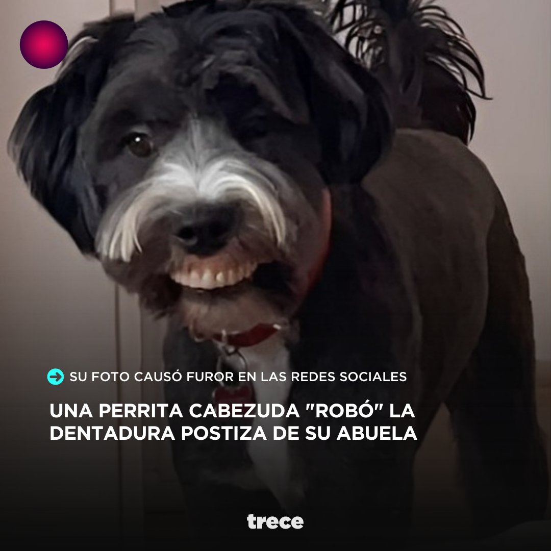 ¡Perrito travieso! 😅🐩 Una usuaria de Tiktok compartió las divertidas imágenes de su perro, 'Mailo', con la placa dental de su abuelita 😆 La divertida escena causó furor en redes sociales, donde los usuarios hicieron todo tipo de comentarios con respecto a la sonrisa del…