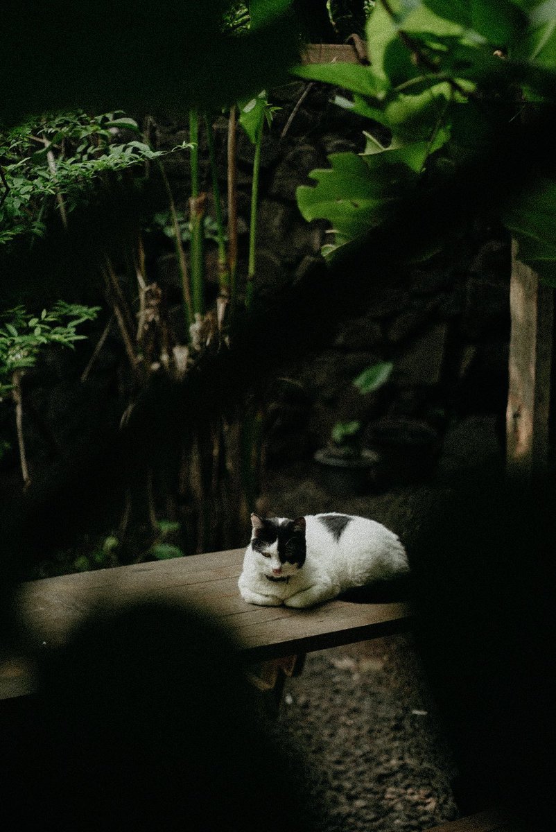 aliAshari11's tweet photo. Kucing Hari ini https://t.co/KQwyJRsXWk