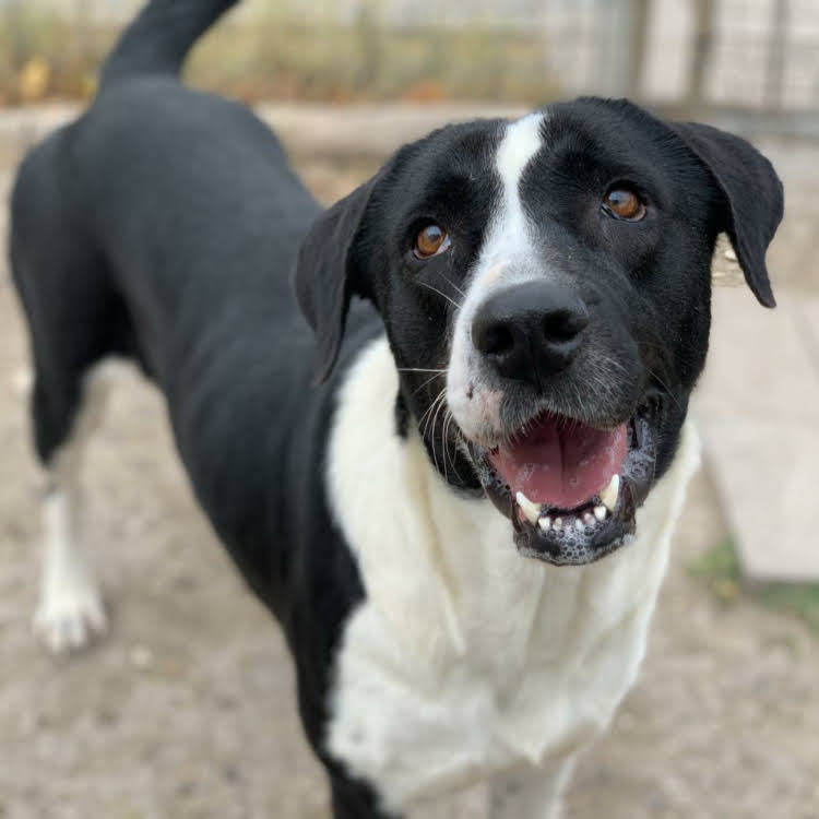 Listen, Linda… love your smile 🥹 Can you imagine waking up to this happy dog every single day? YOU CAN! Don’t miss out–email adopt@austinpetsalive.org 🧡 #austinpetsalive #austintx #adopt