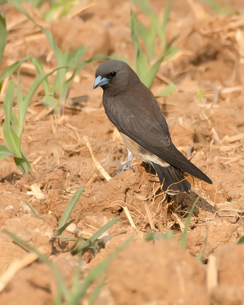 For a change got this bird on the ground and not on the wire 🙂 #ashywoodswallow #indiAves #birding #birdphotography #birdwatching #BirdsSeenIn2024 #birdsonX