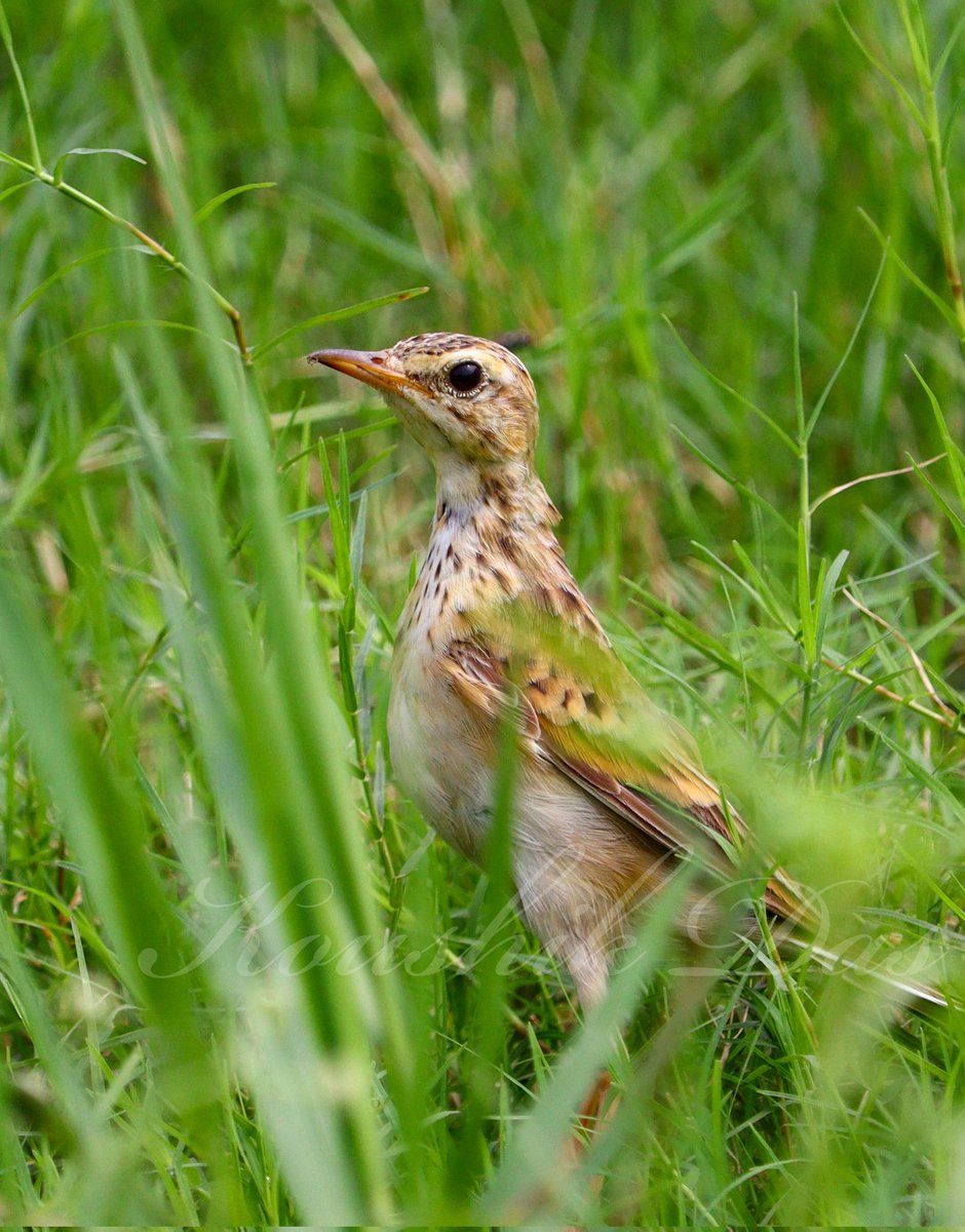 Rain grass and pipit #birdwatching #birds #IndiAves #photography