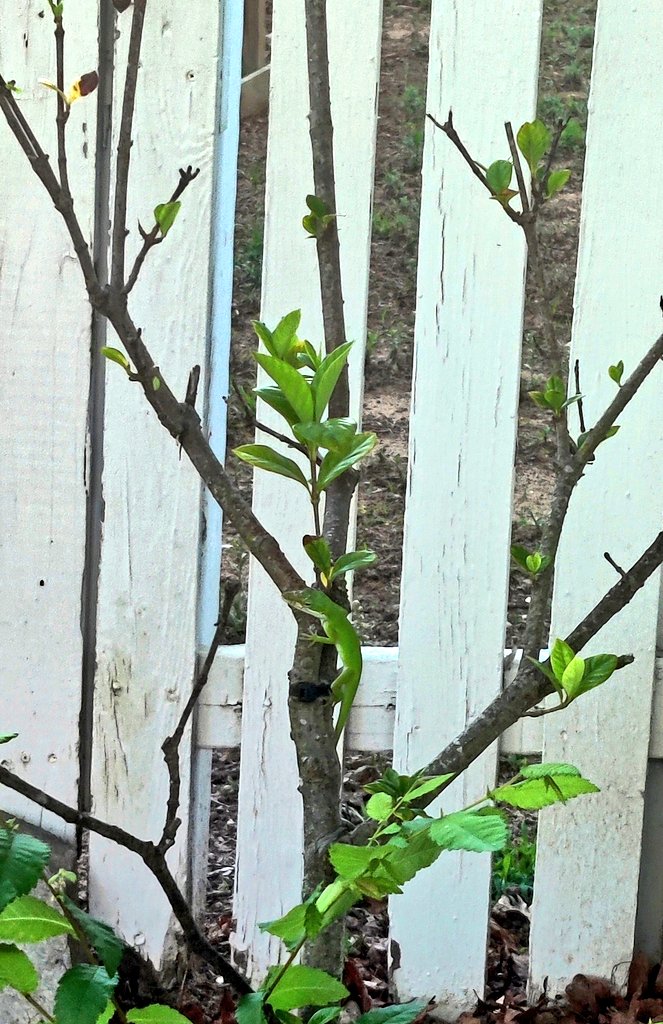 Like magic! Now you see me, now you don't. Well played furiend... abracadabra 🌱🦎💚 #FridayVibes