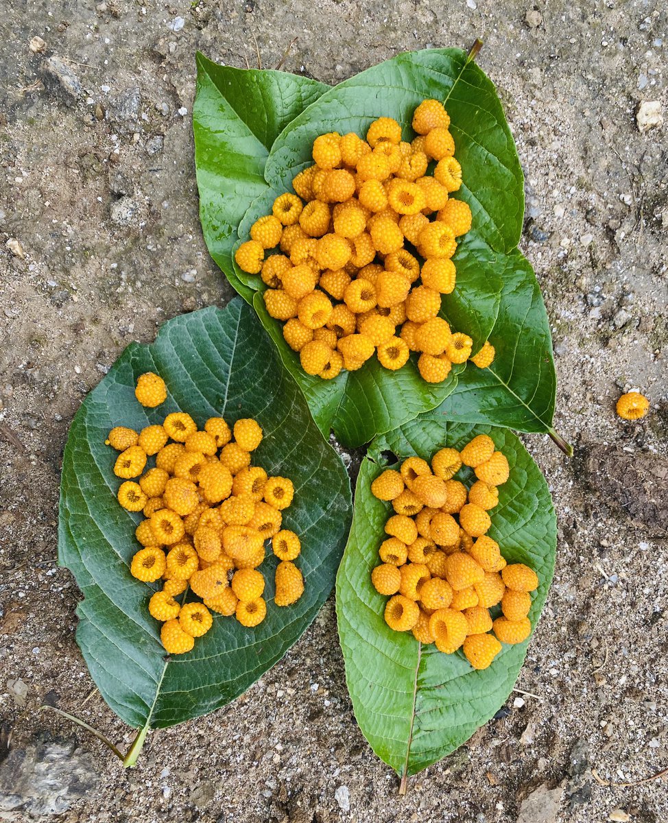 रूखमै चढेर हॅागा नुगाउदै अघाउन्जेल खाईयो 😜
यो तपाईंहरूलाई कोशेली ।