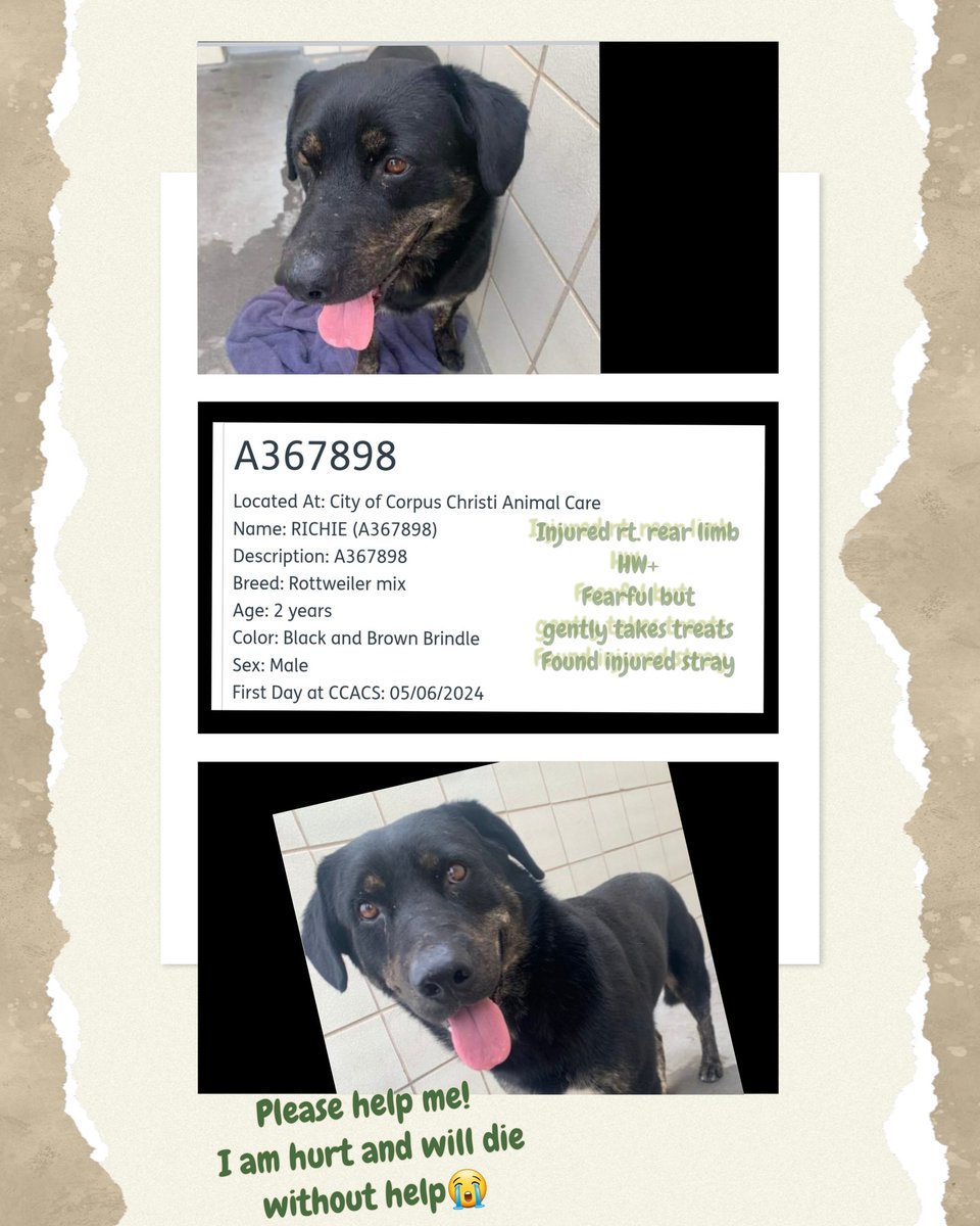 🆘️🚨RICHIE #A367898 #rottiemix #injuredstray 
This poor sweet 2 yo pup is #URGENT 🆘️🚨
#CorpusChristi #TX doesn't keep homeless strays long , kill for space if no one steps up😭🤬
Needs 🏥💊🩹🩻#PledgeForRescue #Adopt #Foster. Staff says RICHIE is timid but gentle…