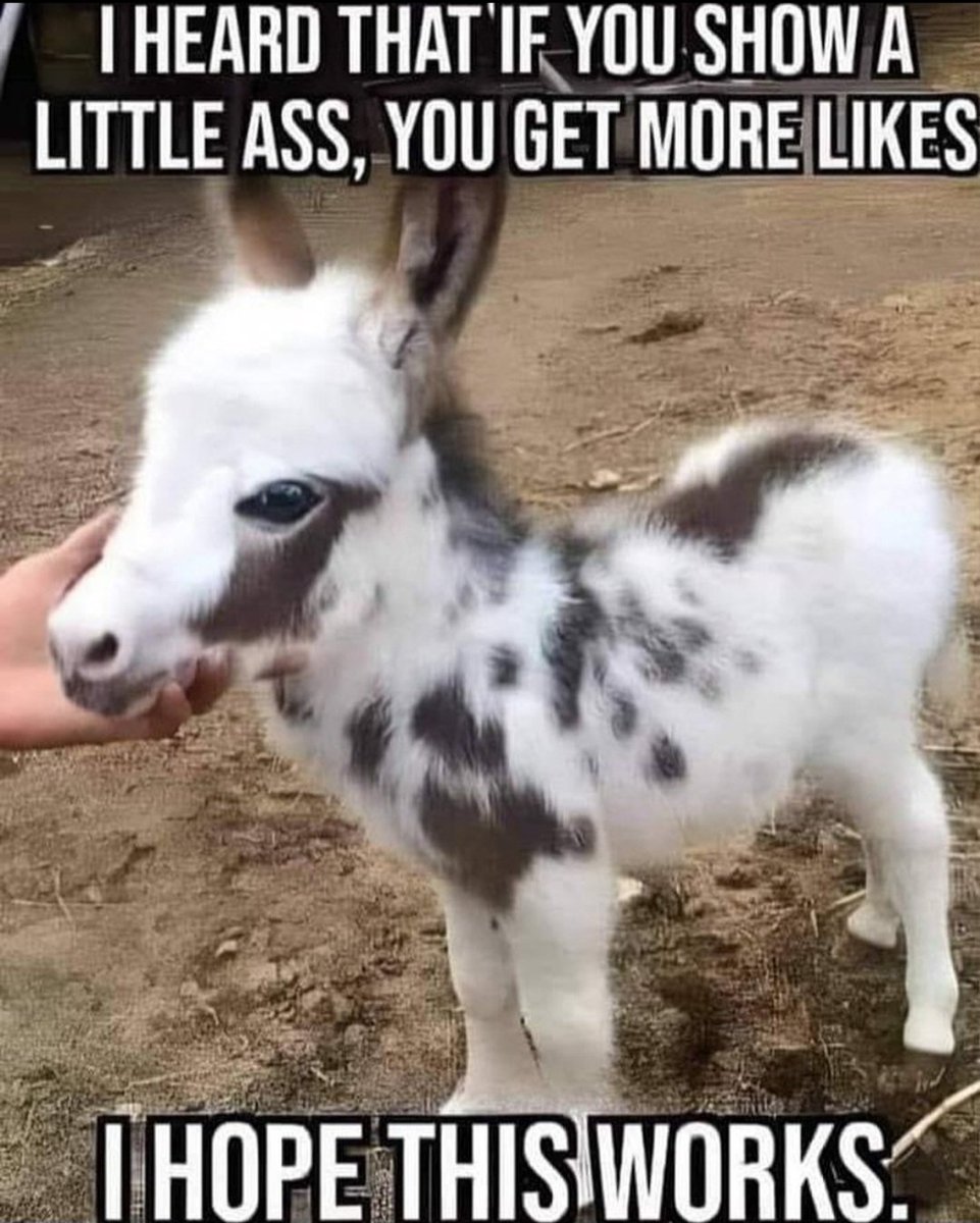 Robynn Shayne tweet media