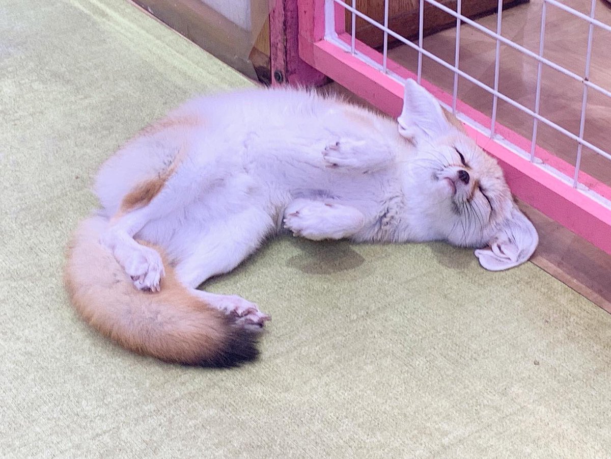 かまちょなサナくん🦊💗
なでなで待ちです〜

☎︎ 03-3404-2233

#原宿かわいい動物園 #harajukuzooland #原宿 #harajuku  #zooland #かわいい #kawaii #フェネック #フェネックギツネ #fennec #fennecfox #サナくん