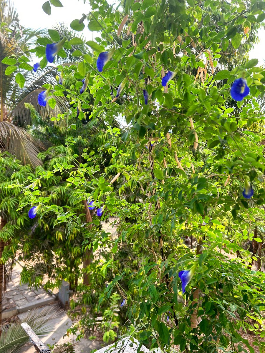 Aparajita flower blast from my home 🏠