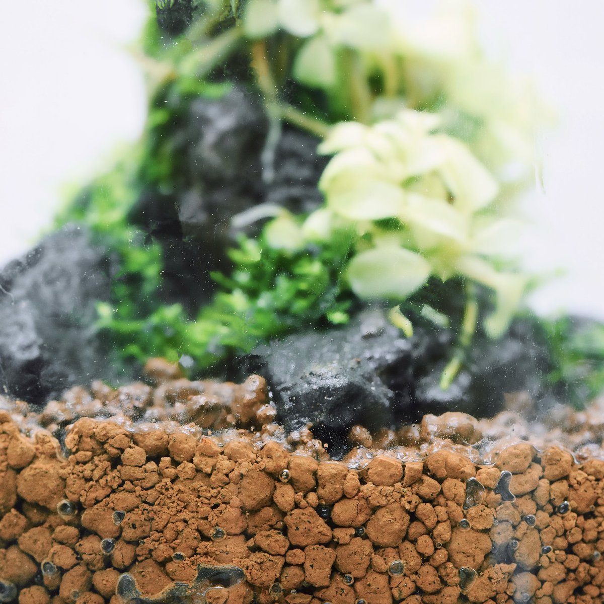 SUBSTRATE : TROPICAL RIVER SOIL 赤土が露出した熱帯地域の雰囲気を