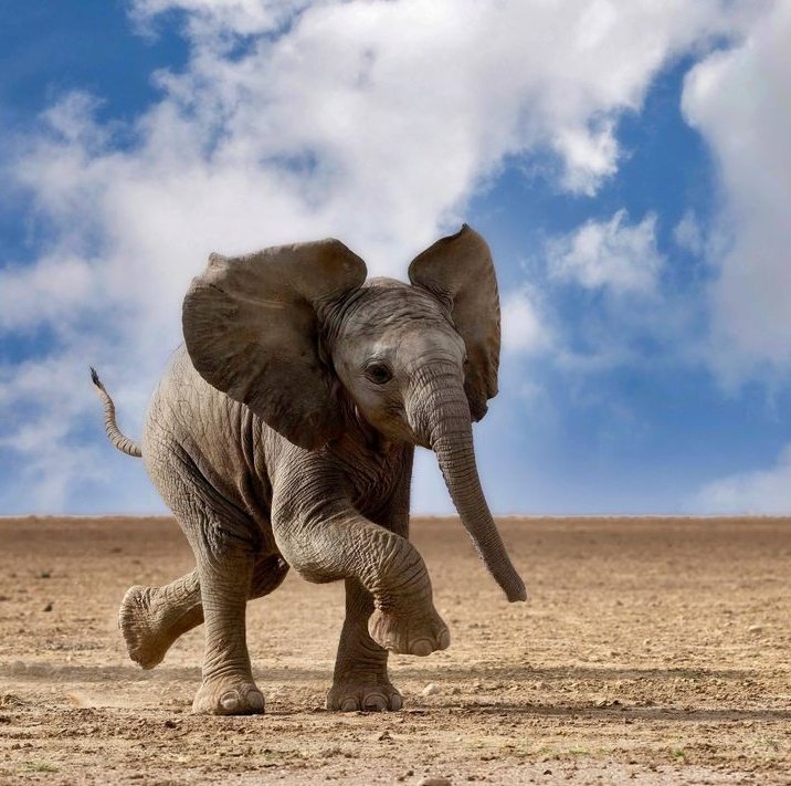 Trunkful of happiness 🇰🇪♥️ Photo credit @markjdrury