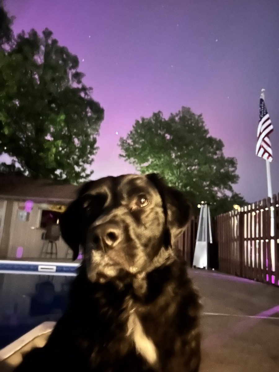 Pals this is a very special post because for the first time, you can see the Northern Lights 💜 from my house! #dogs #NorthernLights xoxo G 🐾