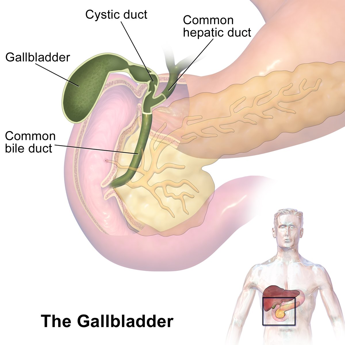 No #gallbladder = extra load on #kidneys and is cause for great concern! topazstudios.com/blogs/shop/thi… #bile digestion #vitamin #deficiency #indigestion #illness #food