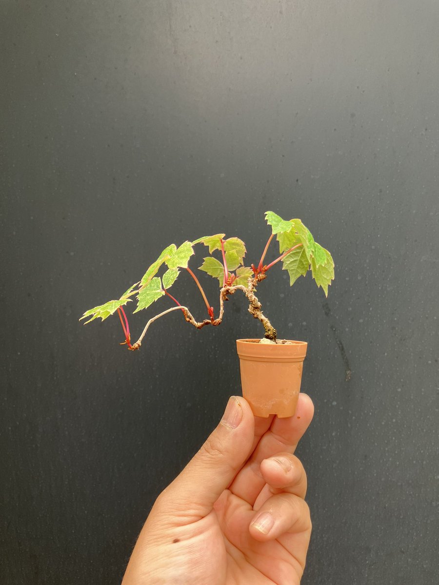 根を切って、小さい鉢に移した素材のヤシャビシャクさんと笠岡の朝霧さん。
私、この形が好きなのか？

#盆栽
#小品盆栽
#ミニ盆栽
#豆盆栽
#bonsai
#bonsaitrees 
#gardening