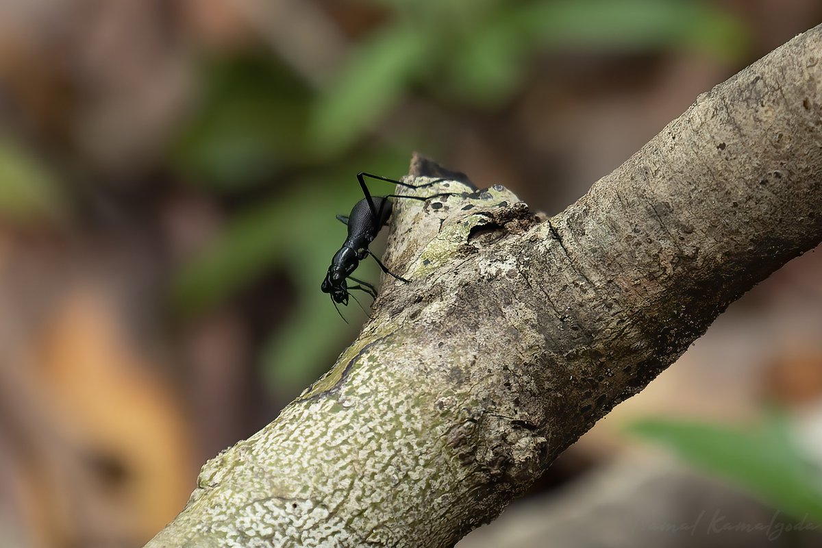 When on safari don't forget the small stuff.

#srilanka #travel #srilankansafari #wilpattu #canonwildlife #lenscoat #nature #safari #wild #WildlifePhotography #natgeowild #instagood #travelgram #natgeoyourshot #BBCwildlifePOTD #yourshotphotographer #bbcwildlifemagazine #insects