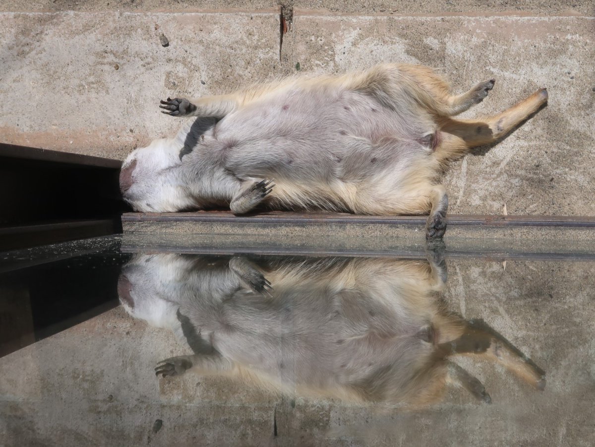 昼寝の鏡像
#ミーアキャット #meerkat #ズーラシア #ZOORASIA