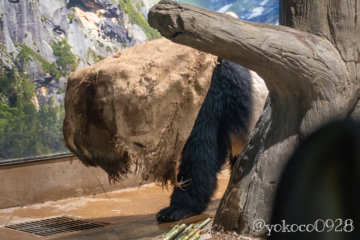 💚謎の生物登場した😂 2024.5.11 #シャオシャオ #暁暁 #XiaoXiao #上野動物園 #uenozoo #パンダのもり