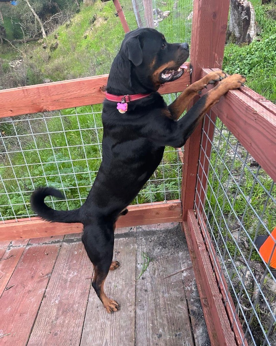 stuartkirsch's tweet image. May the wonders of Shabbat bring us each closer to peace and to wholeness. Let us build our broken world from love. #ShabbatShalom