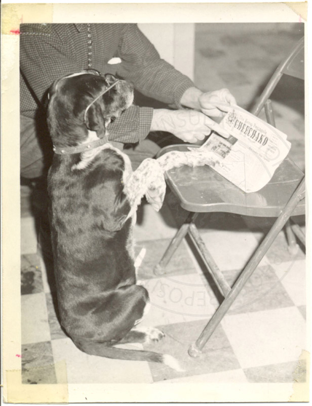 Circa 1960s a good dog with his reading glasses on, checking out the Kenai Peninsula Cheechako News newspaper. Via Kenai Peninsula College. #alaskahistory #kenai #alaska