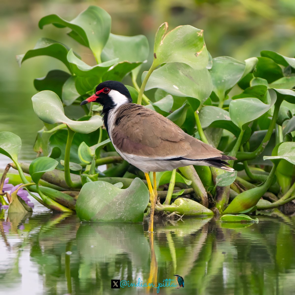 Drop something common around you. Here is Red-Wattled lapwing , commonest bird around .