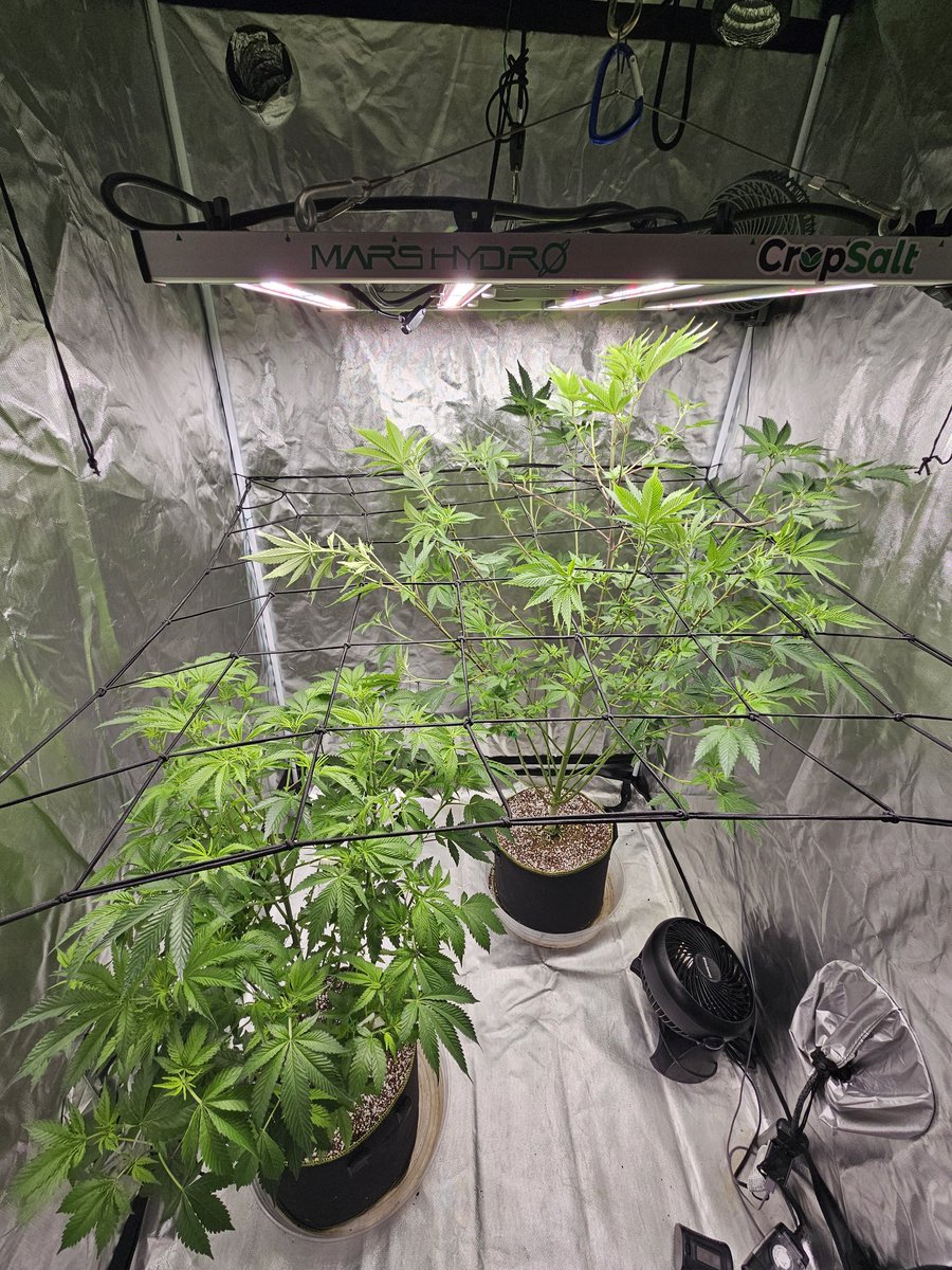 Well the march to mordor grow was a bust. But we do still have these two gorgeous plants left over. Day 7 of flower. Back right: Modified Mangoes @BlaiseGenetics Front Left: Swords OG @SocalSeedVault