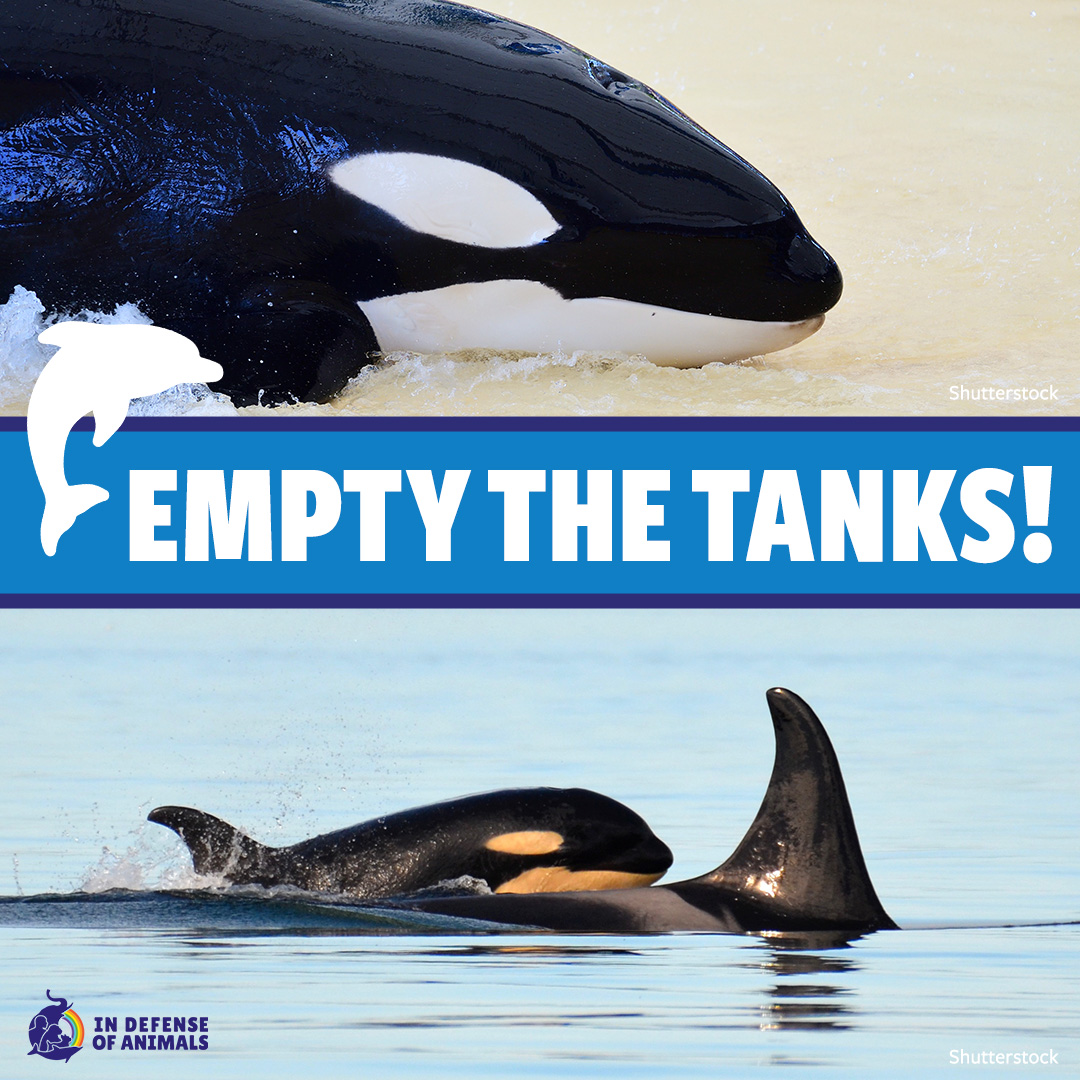 It’s #EmptyTheTanks weekend! #ThanksButNoTanks!
Learn more: bit.ly/4aooFFS
Pls RT and support our work for cetaceans bit.ly/4baoQFR
