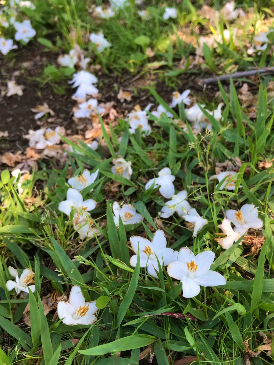 地上の星🤩
薫るそよかぜに誘われて
はらはらと降るエゴノキの花🥰ﾀﾏﾗﾝ~