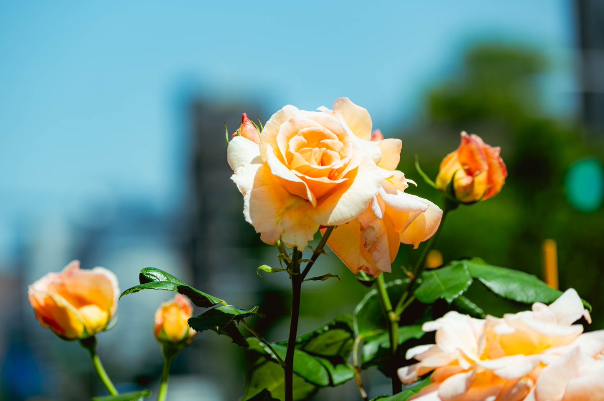 TkUm12859154's tweet image. 都電荒川線早稲田駅前に咲いてた花💐

都電沿線は今度時間ある時に歩きながら撮影まわりたいな📷✨

#NikonZ30