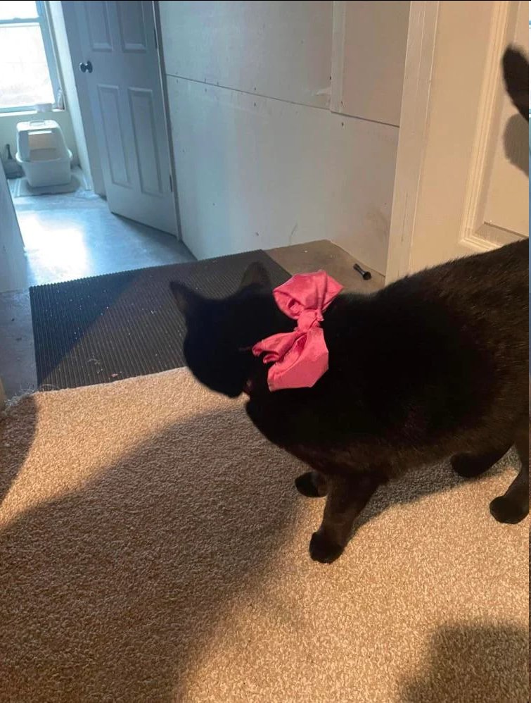 Sakamoto Cat CTO tweet media