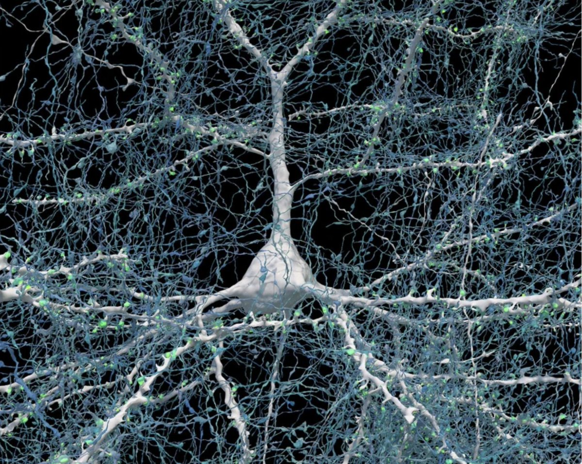 With no disrespect to the aurora borealis ... Behold: single human neuron, 5,600 axons connecting to it - new Jeff Lichtman - Google paper in Science.