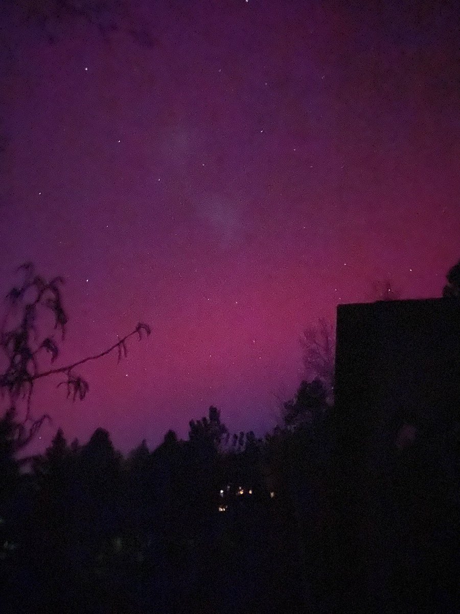 AnnSSparks's tweet image. Conifer