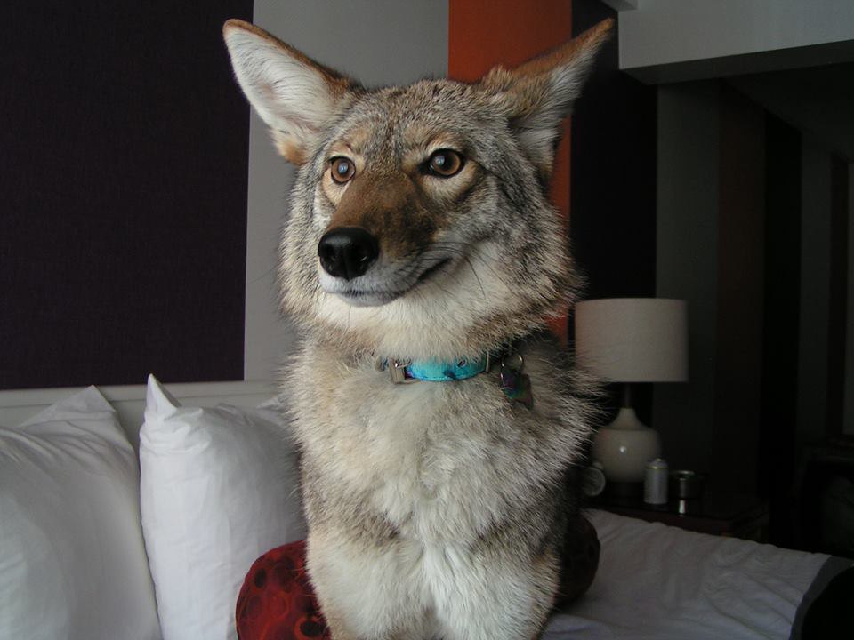 OnlyYotes tweet media