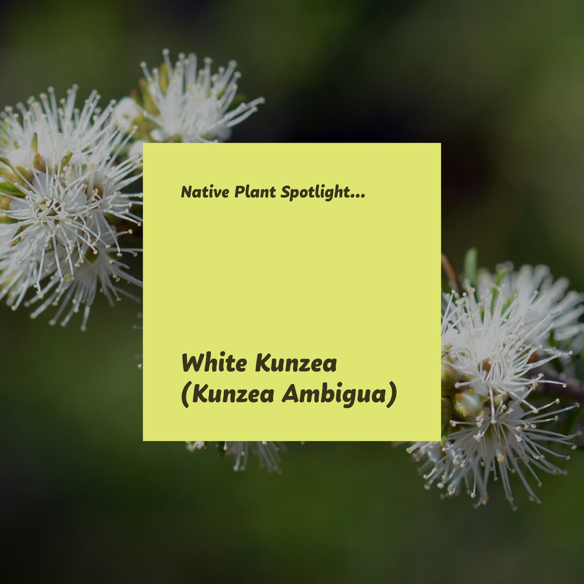 CitySproutsAU's tweet photo. This native Australian shrub boasts delicate white flowers that attract pollinators while its aromatic foliage adds fragrance to the air. Drought-tolerant and low-maintenance it thrives in a variety of soil types and climates making it a versatile and beautiful choice for gardens https://t.co/NaCOZv1D4U
