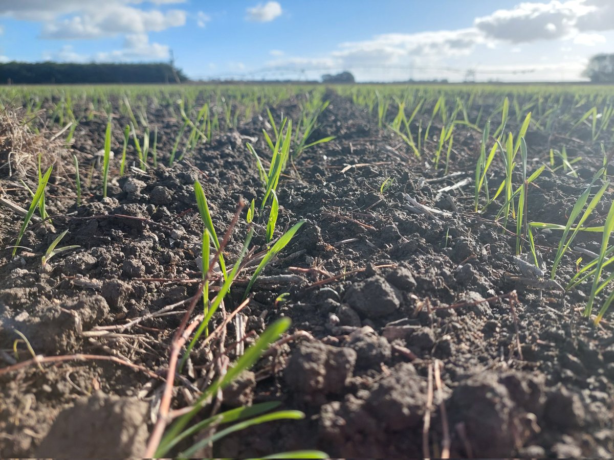 Dr Pieter-Willem HENDRIKS (@pieterwillemhe1) on Twitter photo It is great to see our first field experiment emerge and look so good! <a href="/LincolnUniNZ/">Lincoln University</a> <a href="/FARarable/">Foundation for Arable Research (NZ)</a> Cam Holmes and I are assessing the competitive ability of NZ wheats as part of integrated weed management It is great to see our first field experiment emerge and look so good! <a href="/LincolnUniNZ/">Lincoln University</a> <a href="/FARarable/">Foundation for Arable Research (NZ)</a> Cam Holmes and I are assessing the competitive ability of NZ wheats as part of integrated weed management
