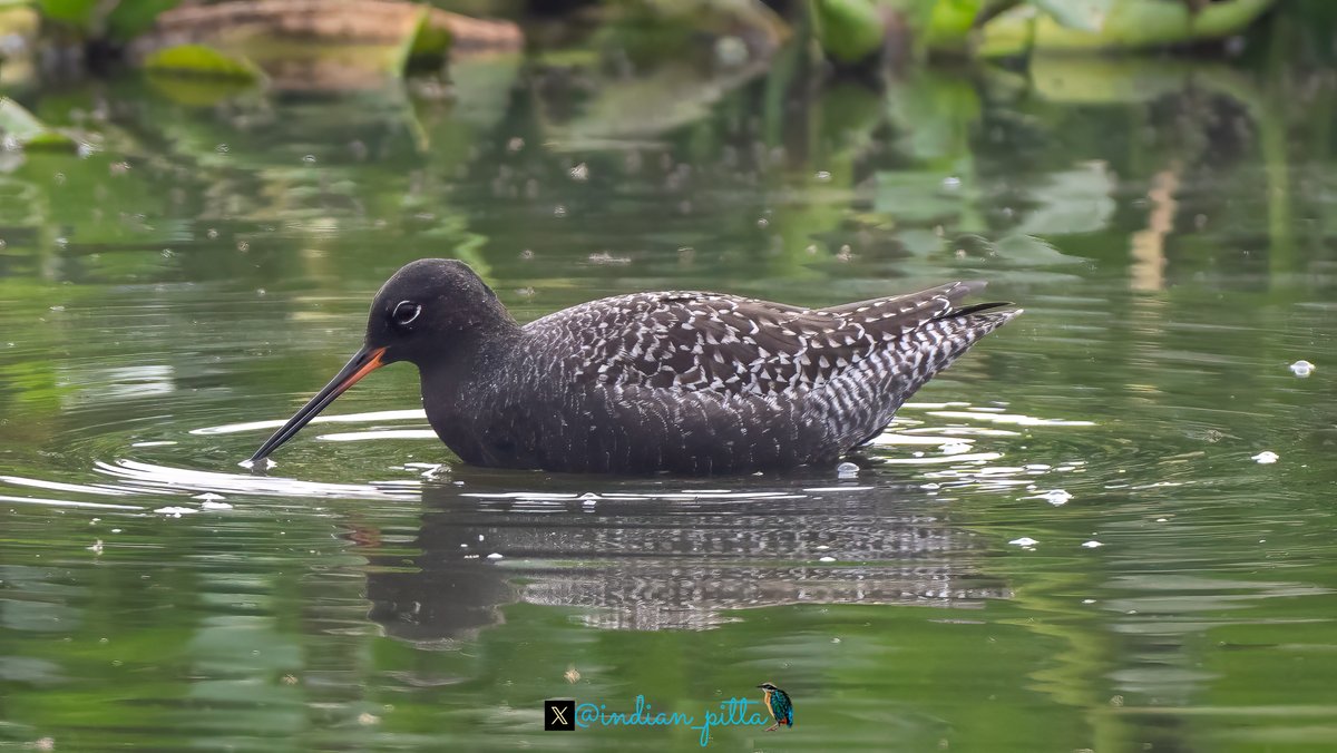 Share a photo highlighting Black Colour. Here is spotted redshank in beautiful breeding plumage !!