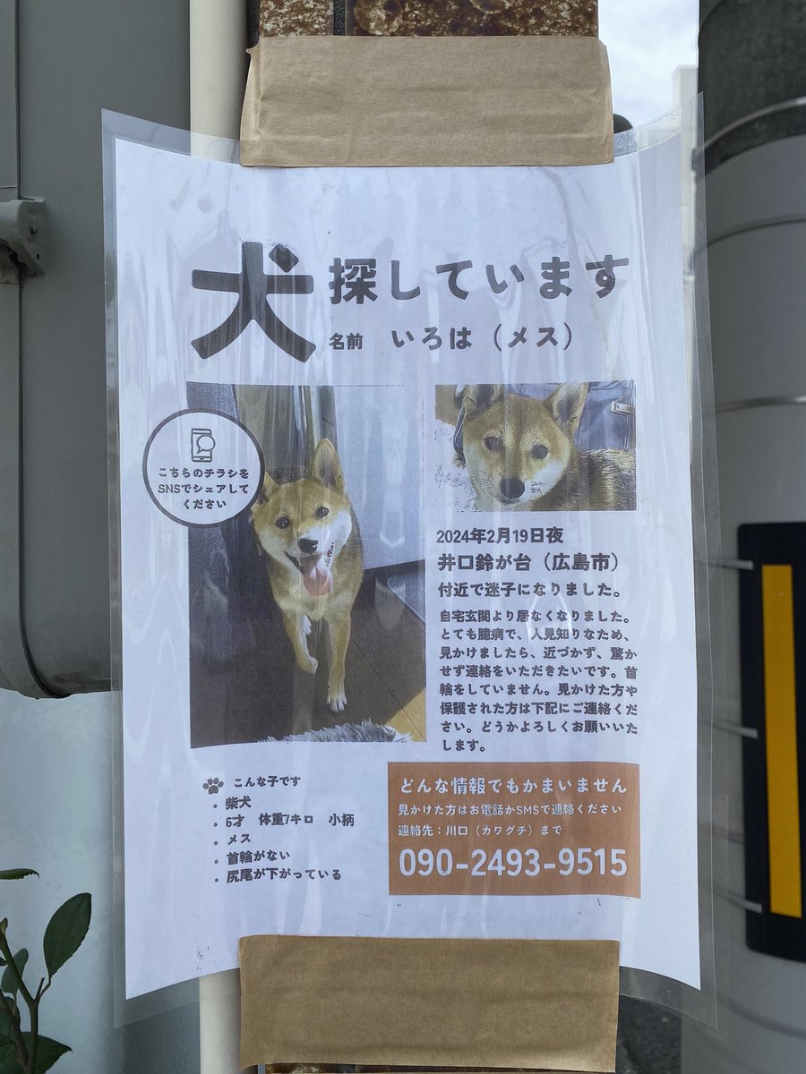 迷子犬探してるって！
拡散お願いします🙏
#迷子犬 
#広島
#井口