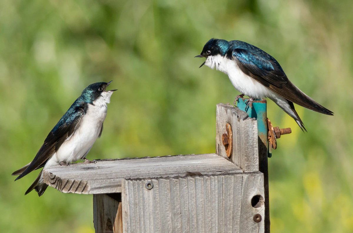 Tree Swallow .. pic from Audubon Field Guide .. wonder what their talking about ... looks like a domestic