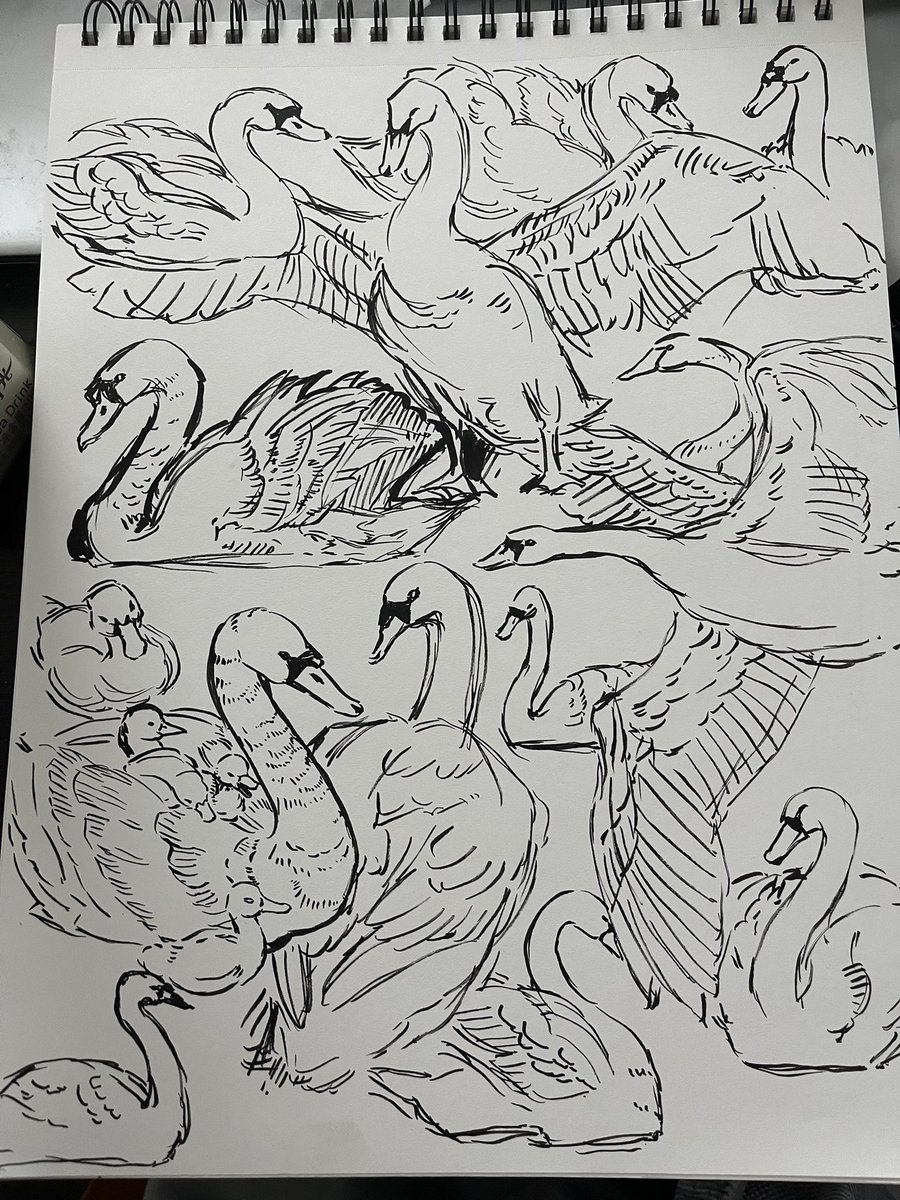 BoiledFish6's tweet image. more