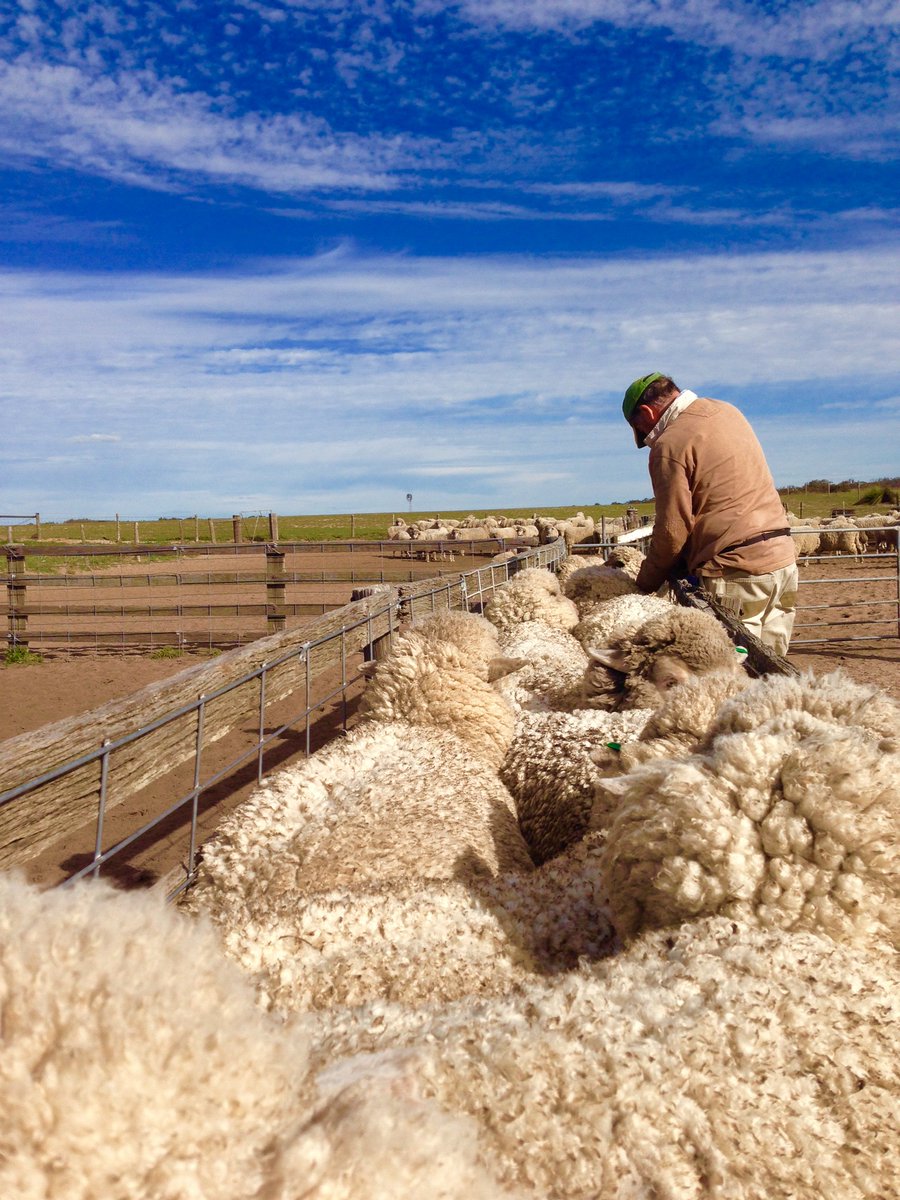 SPA and @WoolProducers have released a joint statement today expressing Outrage around the Government's complete lack of awareness for the mental health and livelihoods of our regional Australians. #keepthesheep sheepproducers.com.au/mediarelease/j….