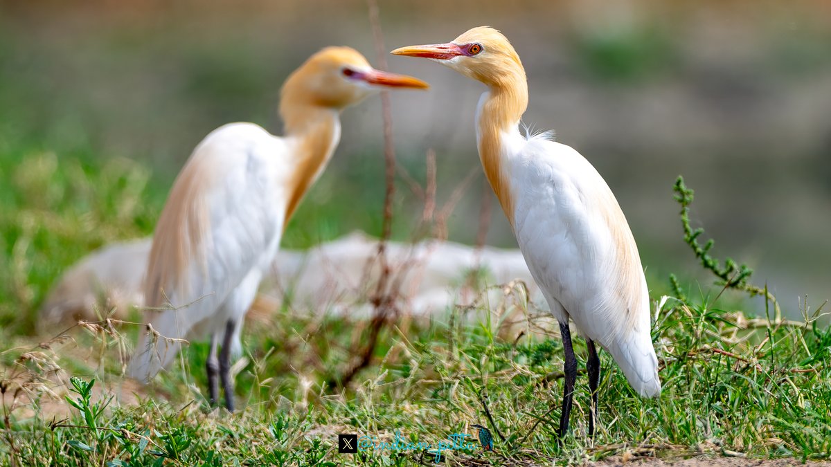 Share a photograph of egrets or herons from your collection. This is the best time to see them in breeding colours.