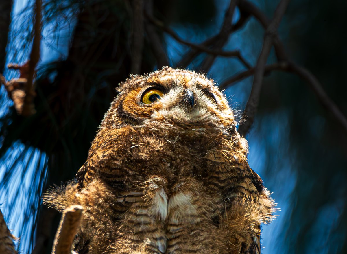 Juvenile Great Horned Owl 🦉
@NatureIn_Focus @NikonUSA
