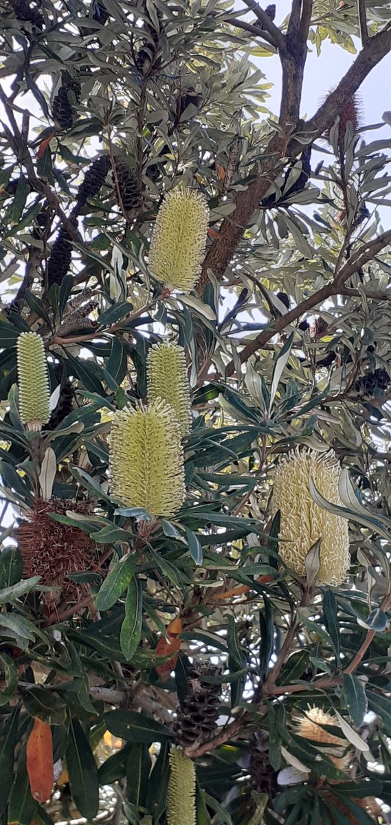 Banksia 🌻