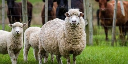 Victoria's BestWool BestLamb and BetterBeef conference will be held together for the first time in Ballarat next month. Agriculture Victoria senior specialist, Lyndon Kubeil said it is the first time

👉 loom.ly/VtShqoo