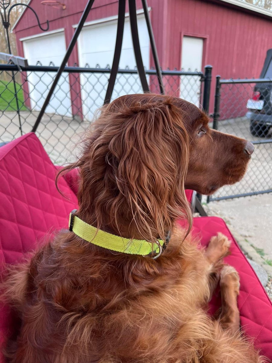 JmWinstead34's tweet photo. @AskTOH @JNawadaTOH So sweet! Wish I could bring my dog to work (returns at dept store) his name is Magnum https://t.co/dmjrwhEtn7
