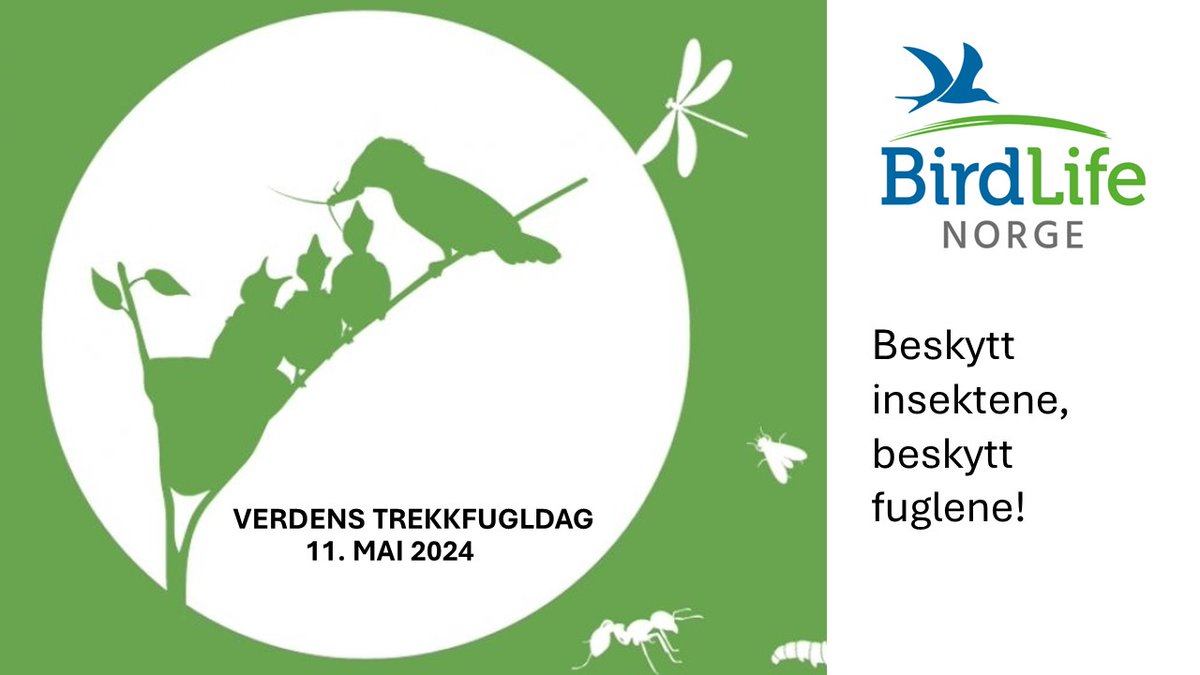 Verdens trekkfugldag 2024: Beskytt insektene, beskytt fuglene! 🦋🦗🪳🐝

 I en tid med synkende bestander av insekter, er det all grunn til å rette søkelys på hva dette betyr for fuglene våre.

birdlife.no/fuglekunnskap/…

#worldmigratorybirdday #worldmigratorybirdday2024