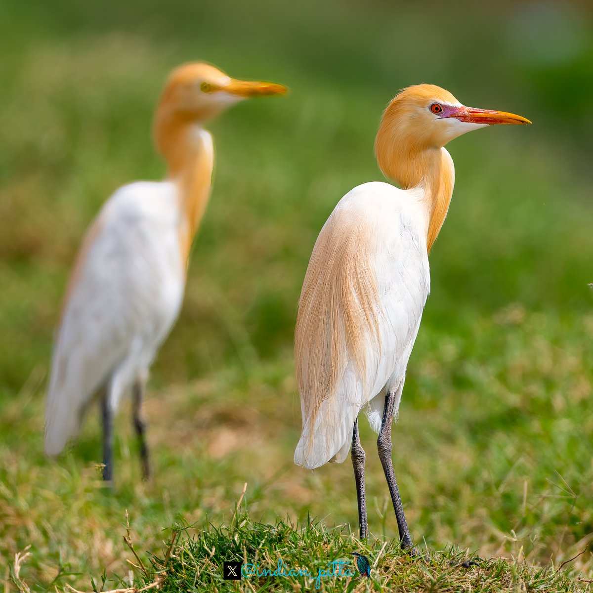 Share something which look like posing for the camera !!