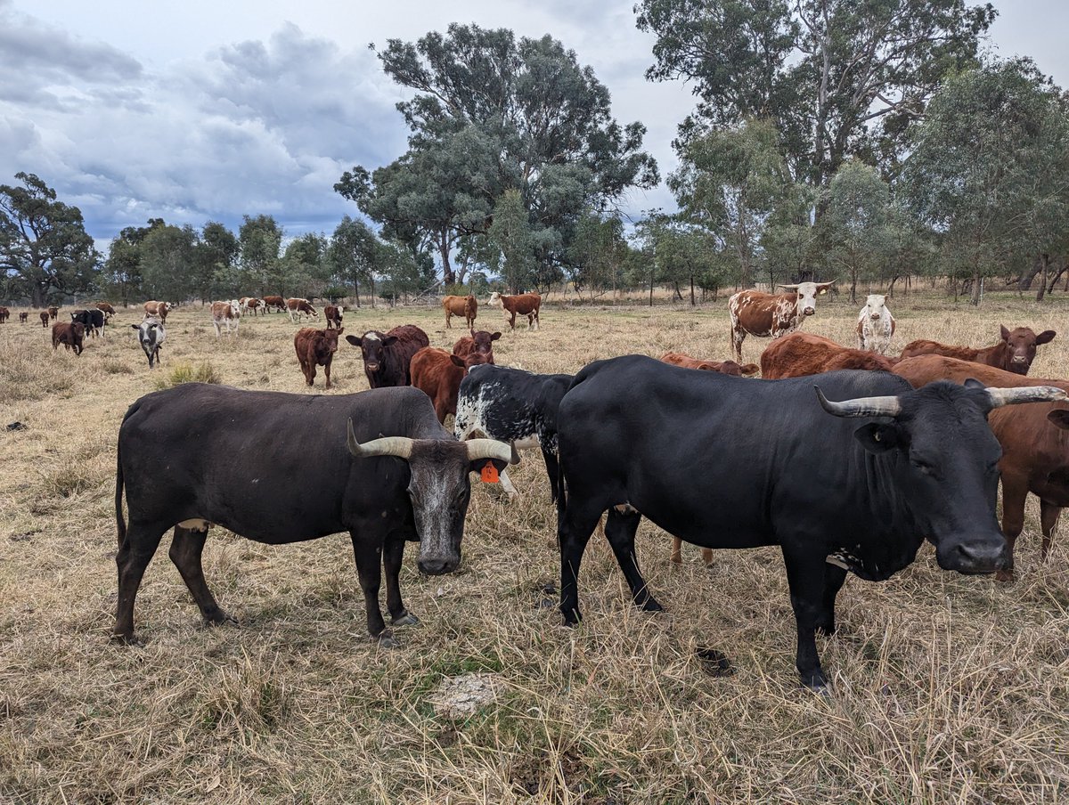 Beautiful watching these Nguni cows (10 years old) cruise through this dry patch. Observing body condition across my mixed herd is very interesting at the moment!