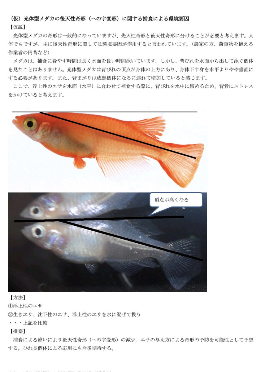 15KEN15's tweet photo. この仮説はどうですかね？

#メダカ #光体型 #奇形 https://t.co/DD3XViOkco