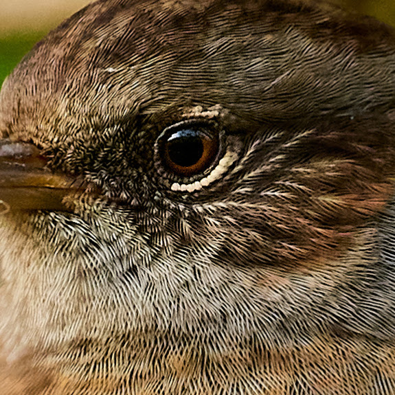 Dunnock.