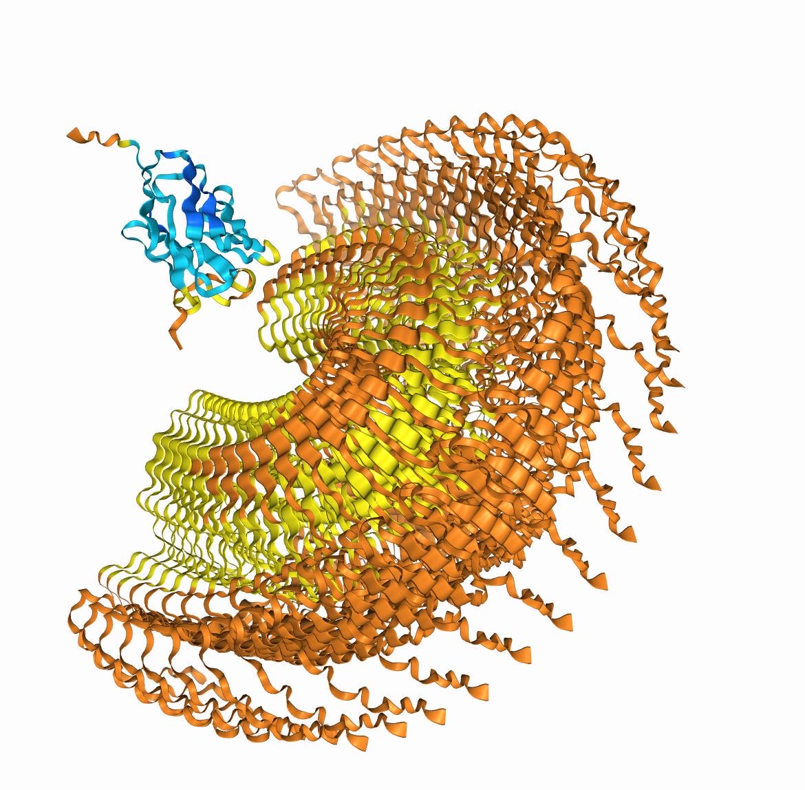Not all of them Isma! This is the model for the interaction between an #asynuclein oligomer (30 #protein subunits) and an oligomer-specific nanobody according to #AlphaFold3. I would say it is not very realistic 😉