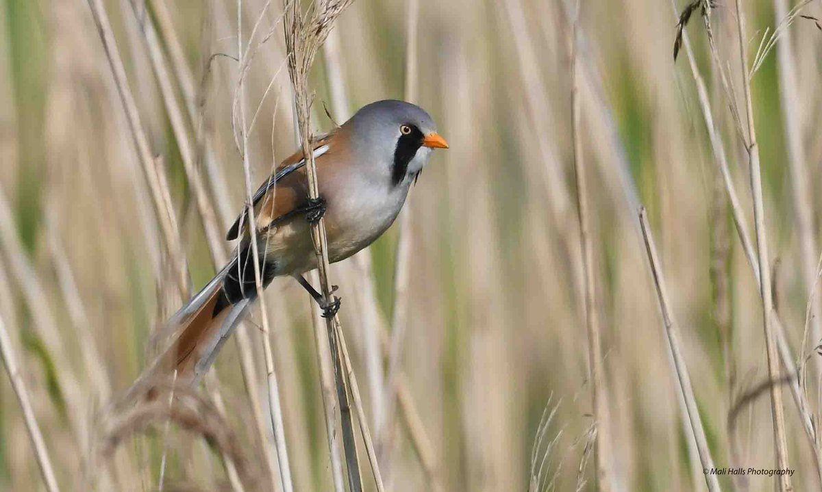 Bearded Tit. #BirdTwitter #Nature #Photography #wildlife #birds #TwitterNatureCommunity #birding #NaturePhotography #birdphotography #WildlifePhotography #Nikon